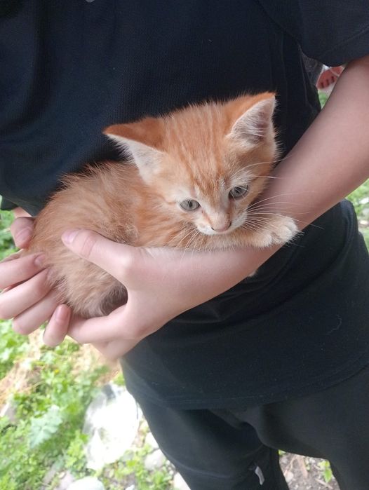 Милые котятки , очень красивые.