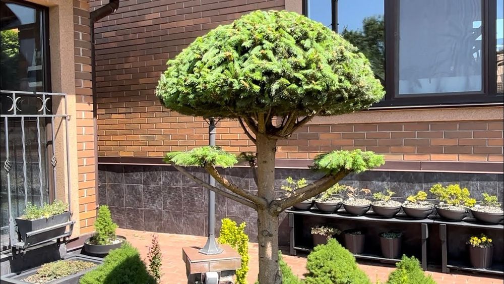 Садовник  обработка уход