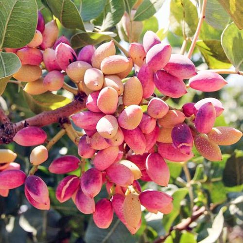 Pomi Fructiferi Exotici (Fistic Diferite Soiuri )