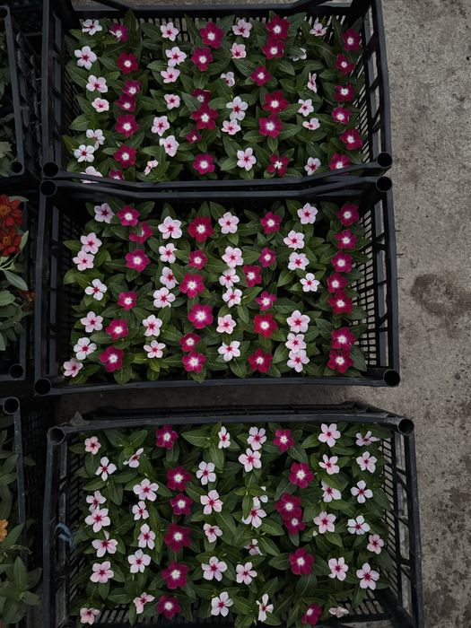 Katarantus, hamisha bahor gul ko’chatlari