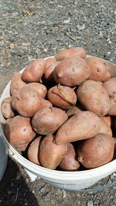 Продам семянной картофель
