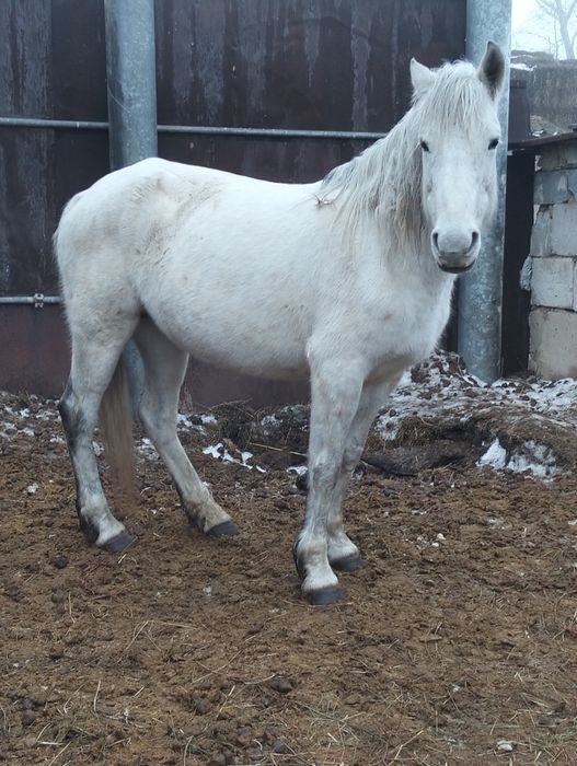 Екі бие сатылады 650 000 теңгеден