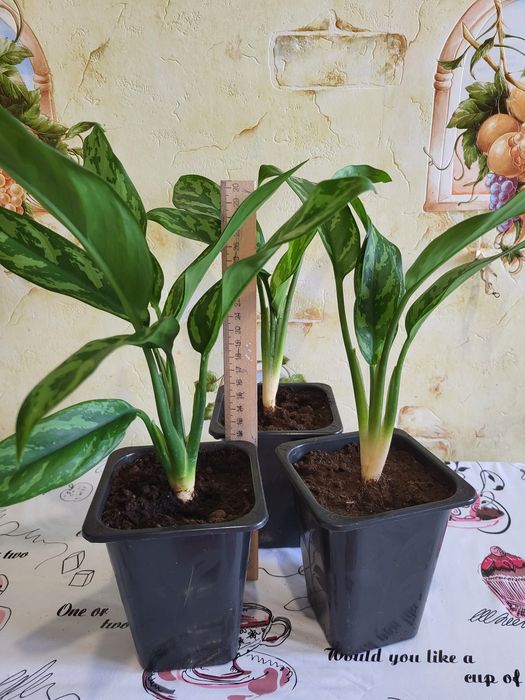 Аглаонема "Мария"