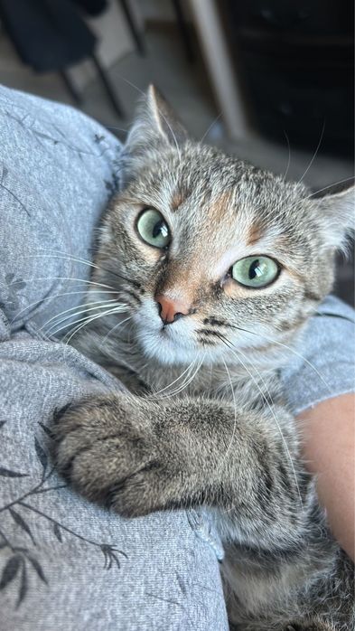 Отдаем кошку бесплатно