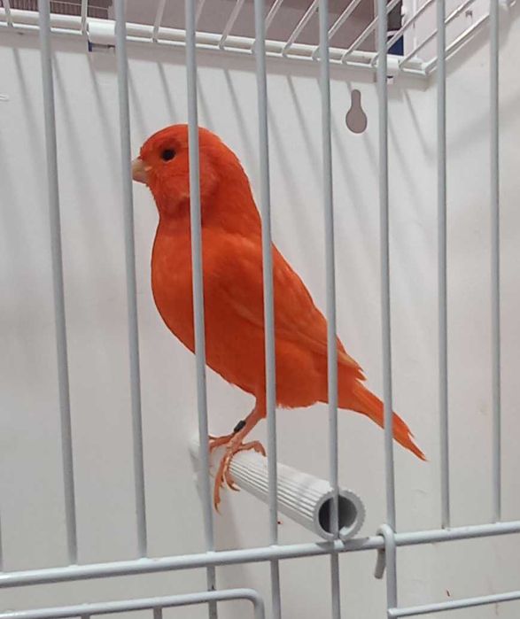 Canari de vânzare
