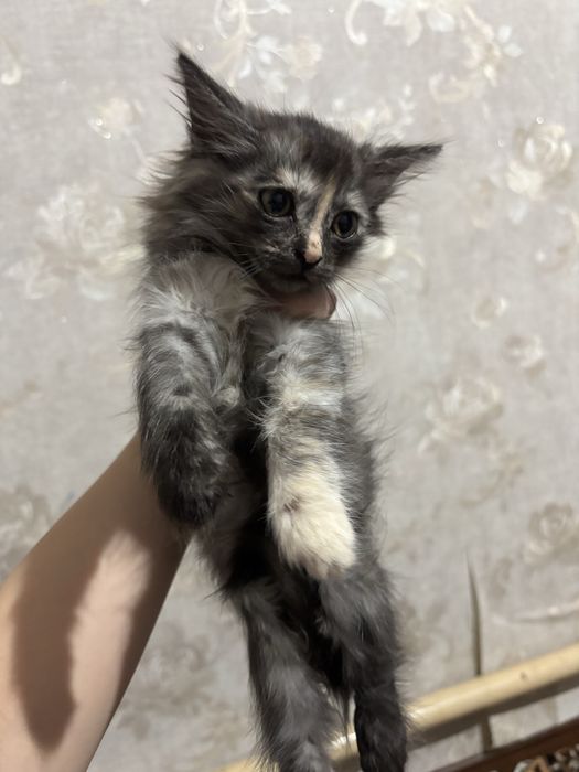 Отдаю котят.