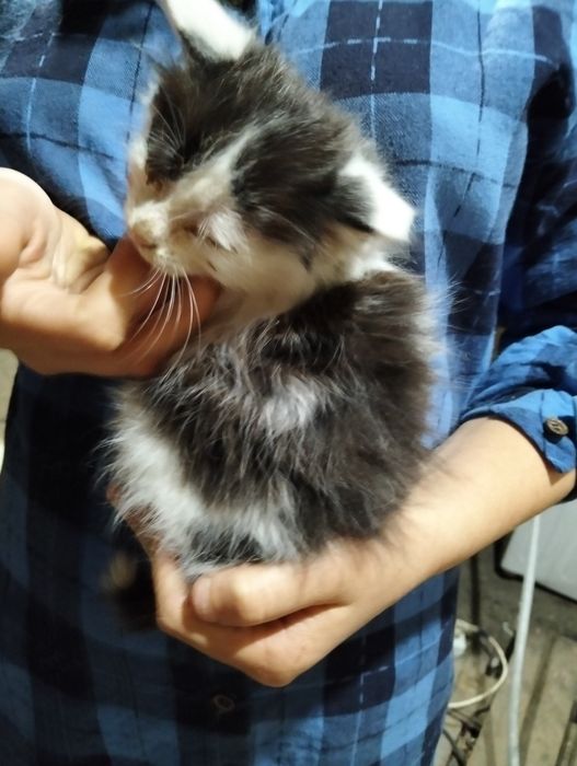 Отдам котят в добрые руки