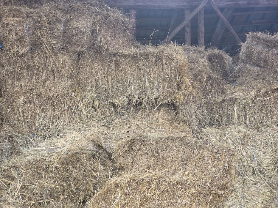 Baloti de Fan de vânzare