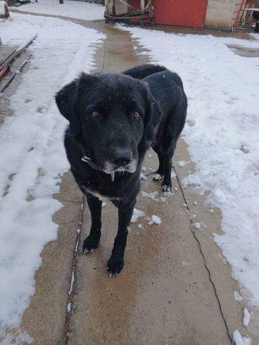 Отдаем в добрые руки собачку по имени Шарик