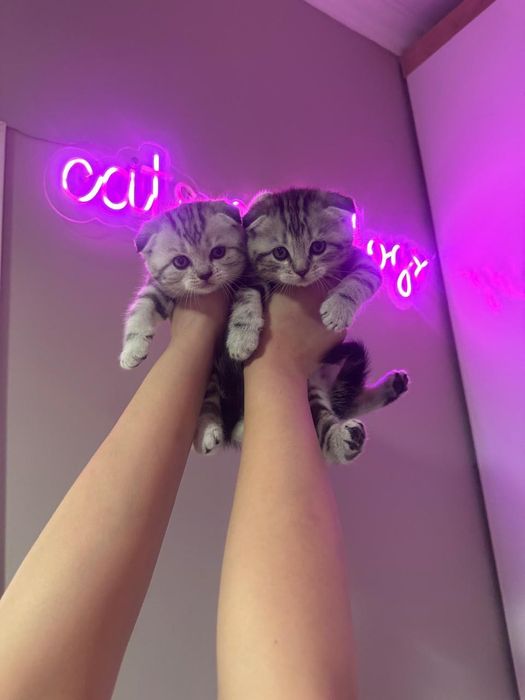 Шотландские вислоушки!