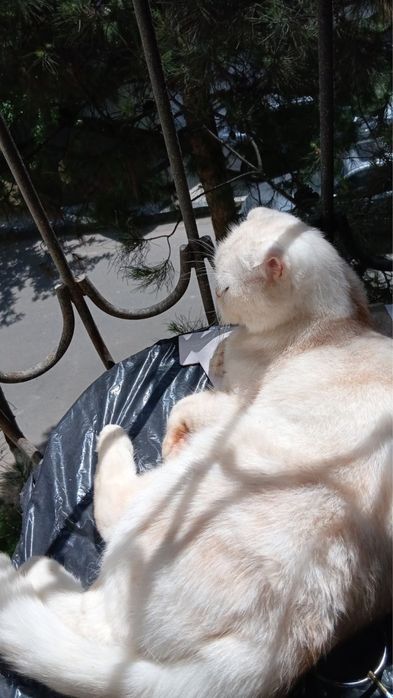 Mushuk sotiladi scottish fold. Продается Кошка шотландский вислоухий