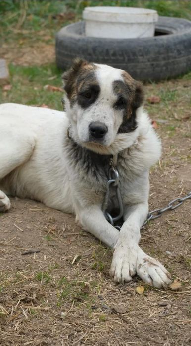 Солнечные лучики ждут любящих хозяев