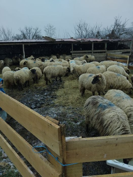 Vand 60 oi tinere miori si strămiori de 3 și 4 miei