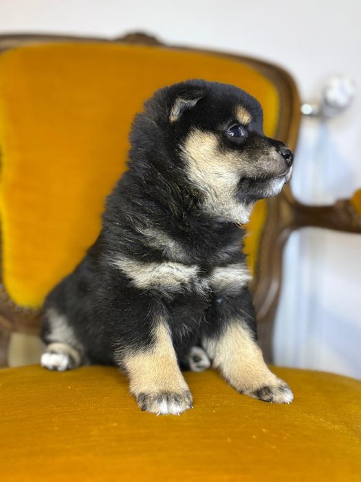 Vand baietel shiba inu