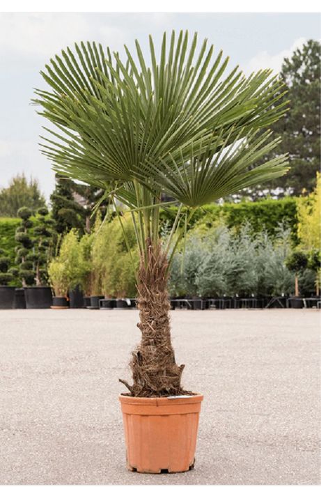 Palmieri trachicarpus fortunei