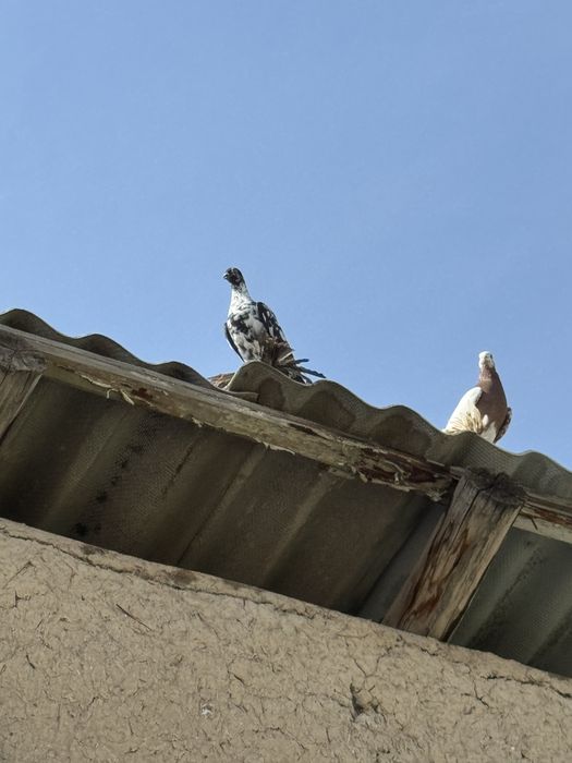 Продаются голуби высако лётные долголетные