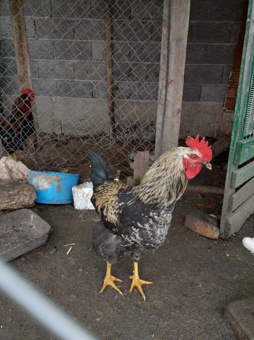 Продавам петли .