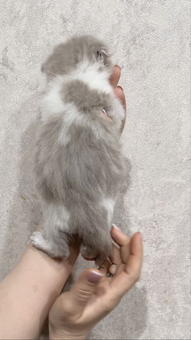 Продам очаровательных милых котят