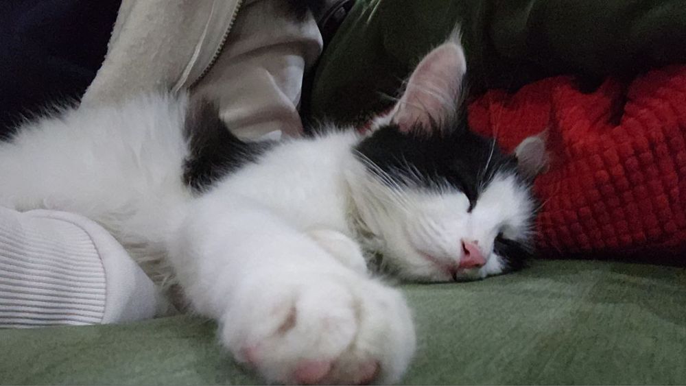 Отдадим котенка в благие руки