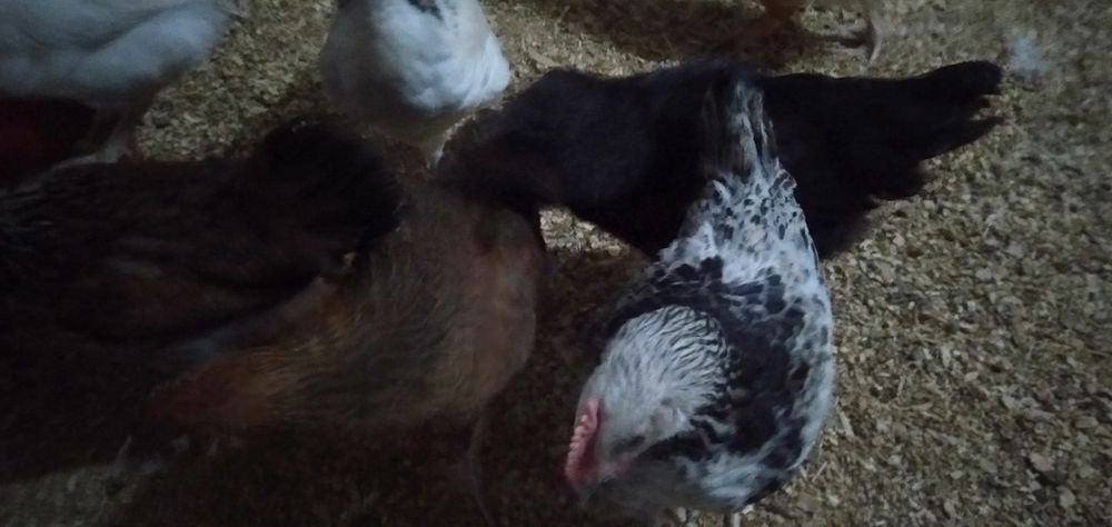 Продам цыплят.2,5месяца