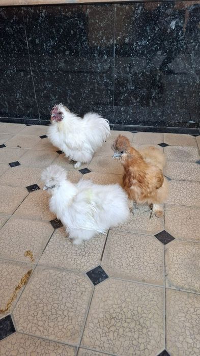 Шолк хўроз тўвуқ сотилади