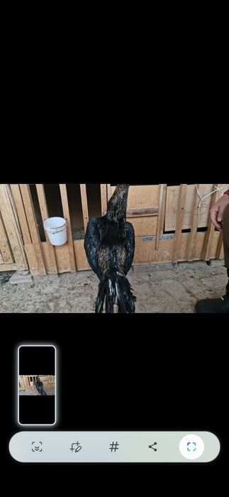 2 шоже кораз сатылады