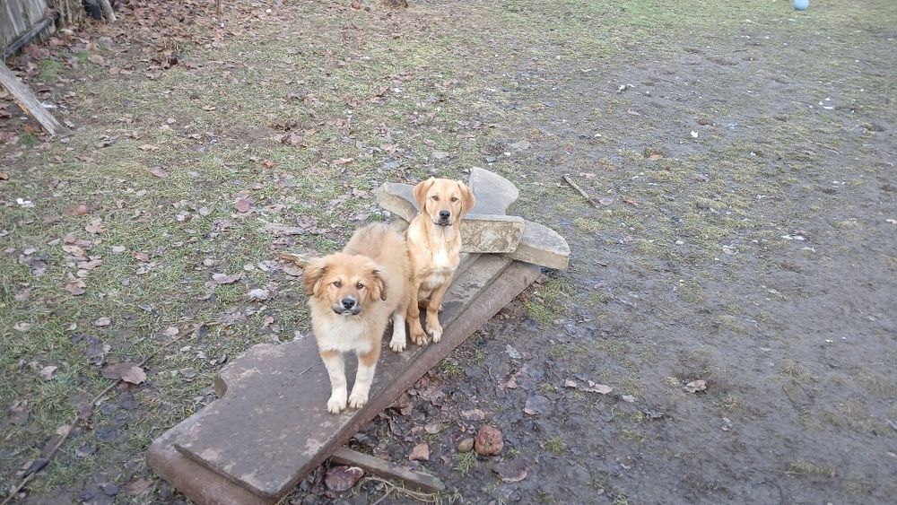 Donez 3  caini , talie mare, jud VN