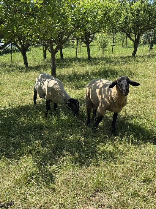 Berbec suffolk de 5 luni