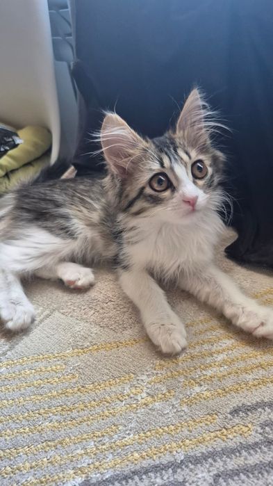 Котенок домашний
