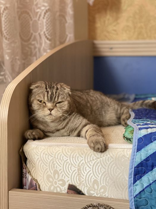 Вислоухий Шотландец