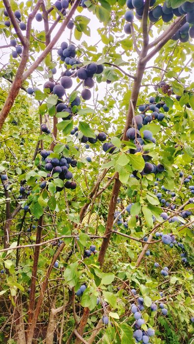 Продам дачу,с о Коммунальник