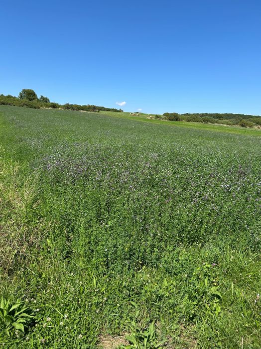 Baloți de lucernă infoliati