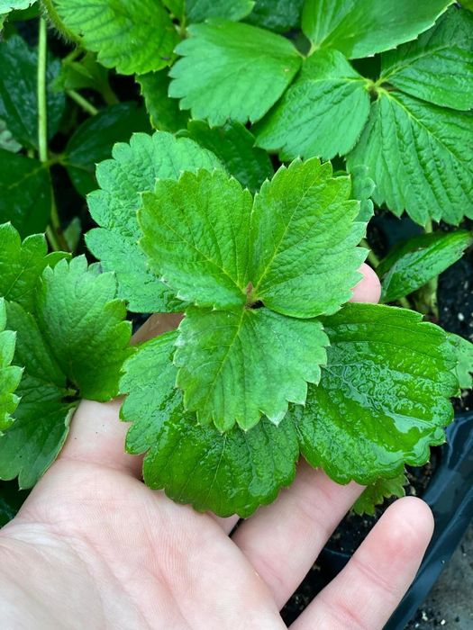 Құлпынай көшет  ( Рассадка клубники )