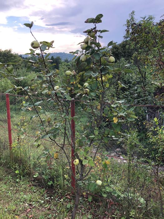 Teren intravilian Telega