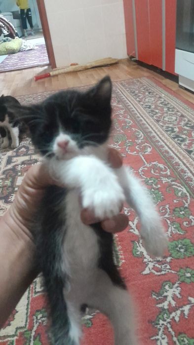 Котята бесплатно