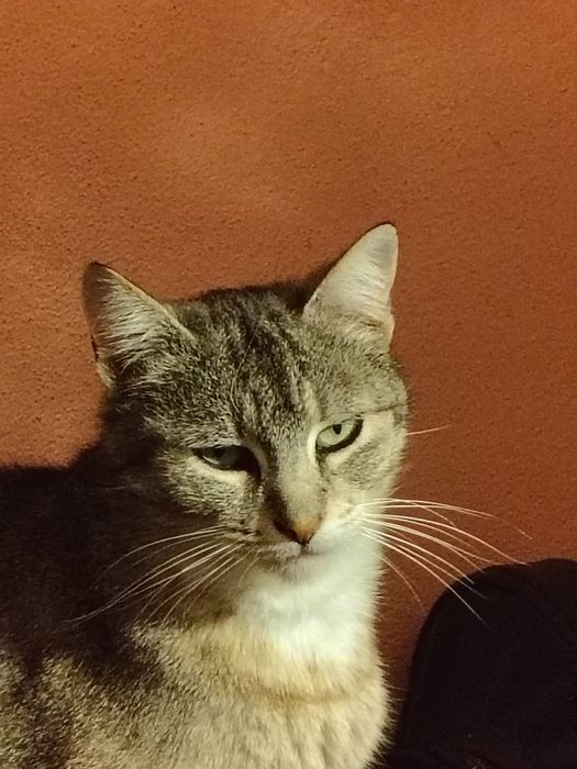 Dau spre adopție pisică castrată