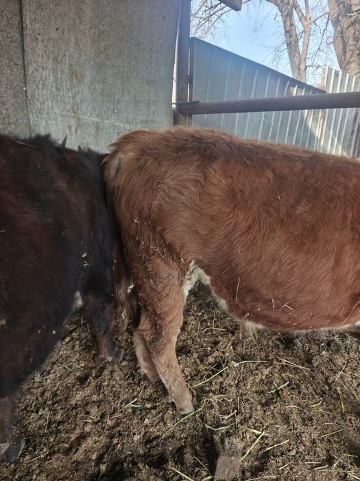 Продам бычков годовалых