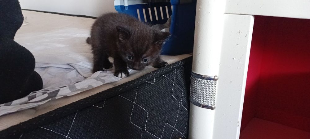 Месячный мини котенок мальчик