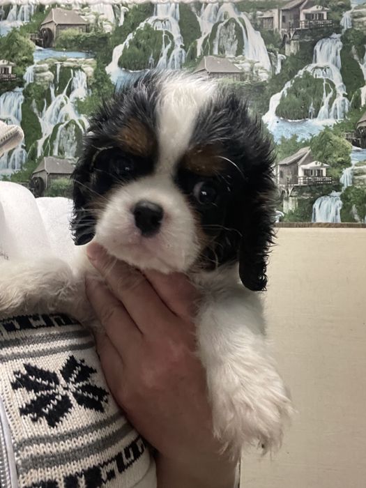 Кавалер кинг чарльз спаниель