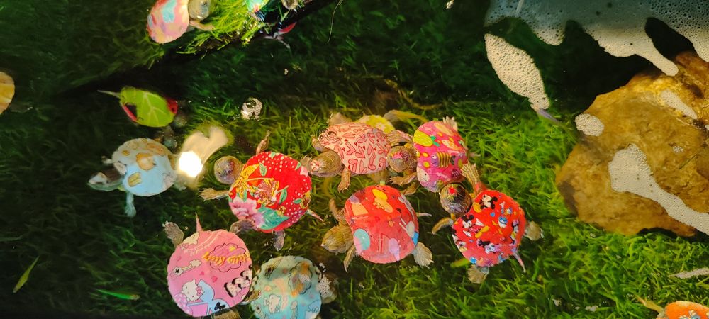 Красноухое черепаха