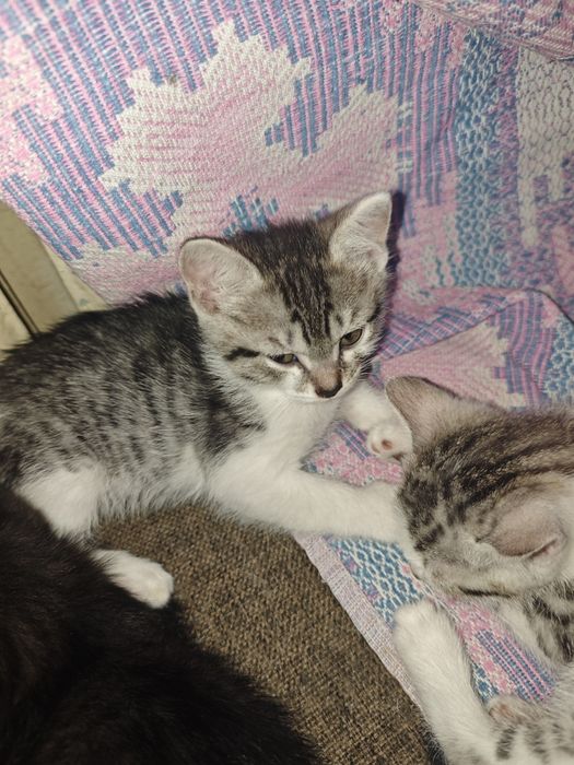Котята в добрые руки