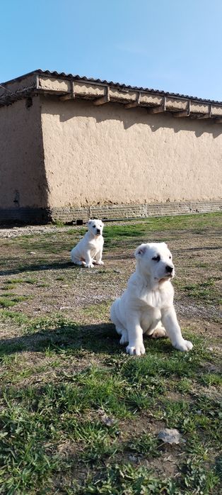 АЛАБАЙ Тозалариндан