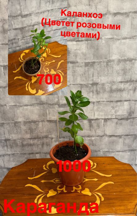 Комнатные растения