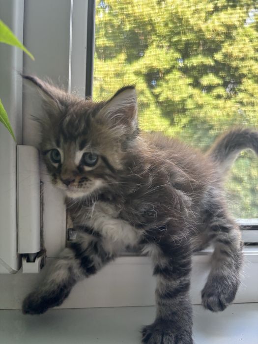 Baietel MAINE COON disponibil