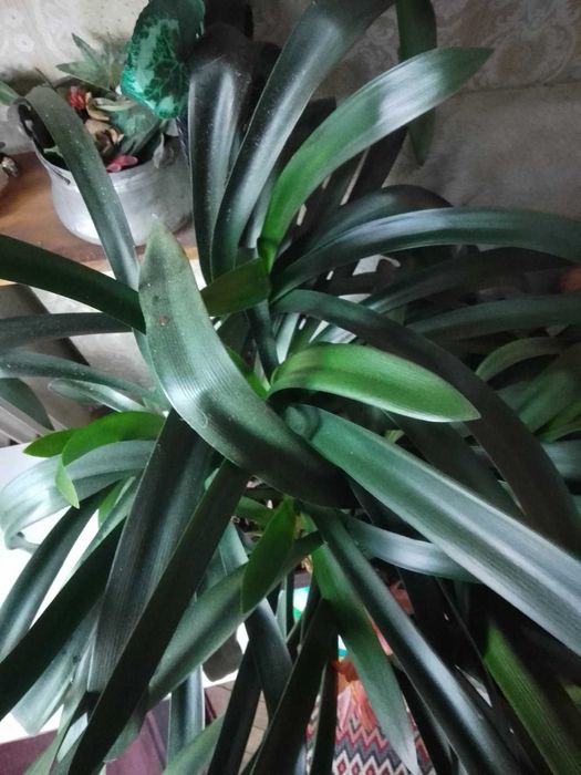 цвете -Кливия -..