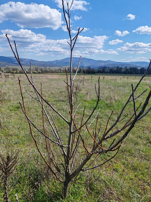 Орехова градина 5 дка / Овощна градина / Земеделска земя