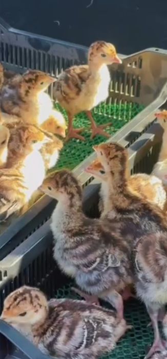 Индюки Бронза утяжеленная