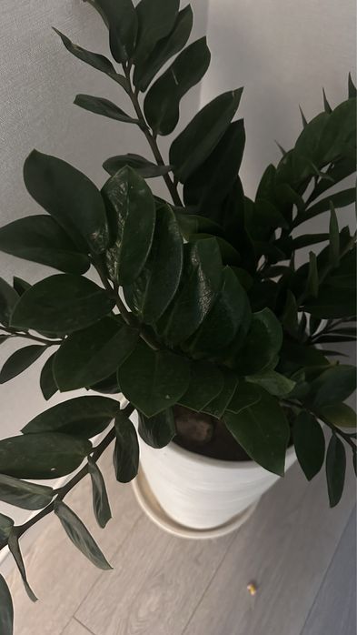 Замиокулькус здоровый крепкий