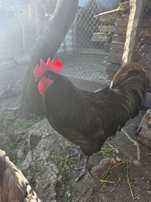 Vând o familie de australorp si o pereche de marans
