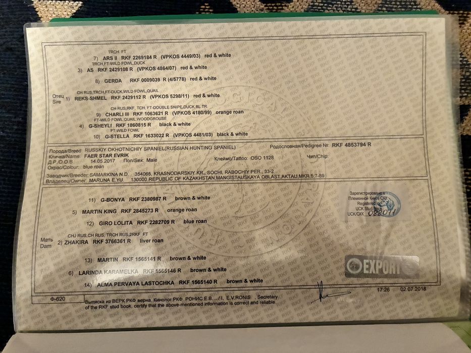Русский спаниель кобель на вязку